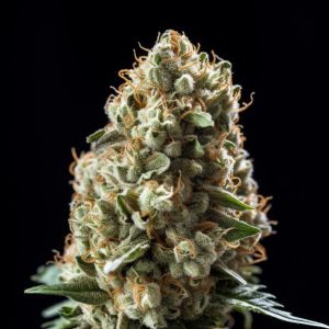 Indian Spirit – Autoflower – Kosher Kush