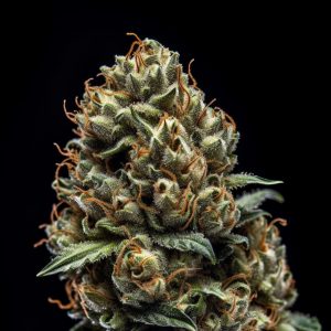 Indian Spirit – USA Autoflower – Manderine